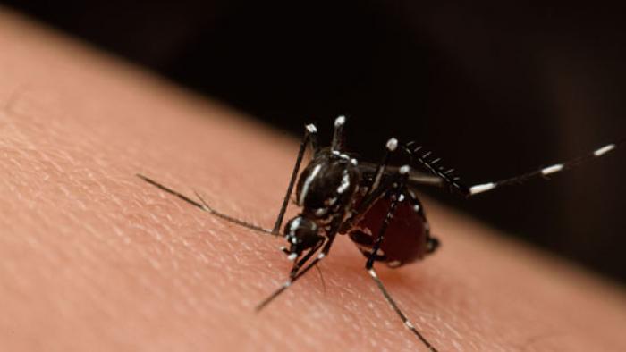 Infecció per virus del Zika a Vall d'Hebron