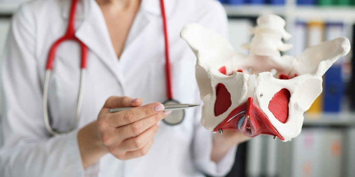 Doctora amb esquelet de la pelvis