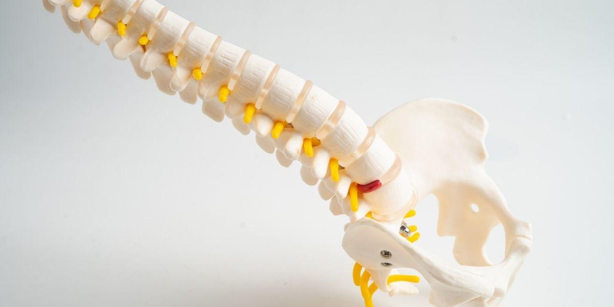Columna vertebral