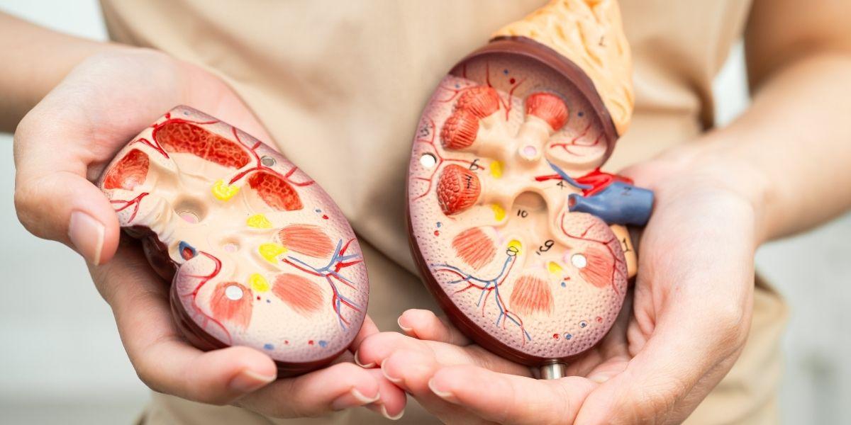 Dues mans ensenyant dos ronyons artificials