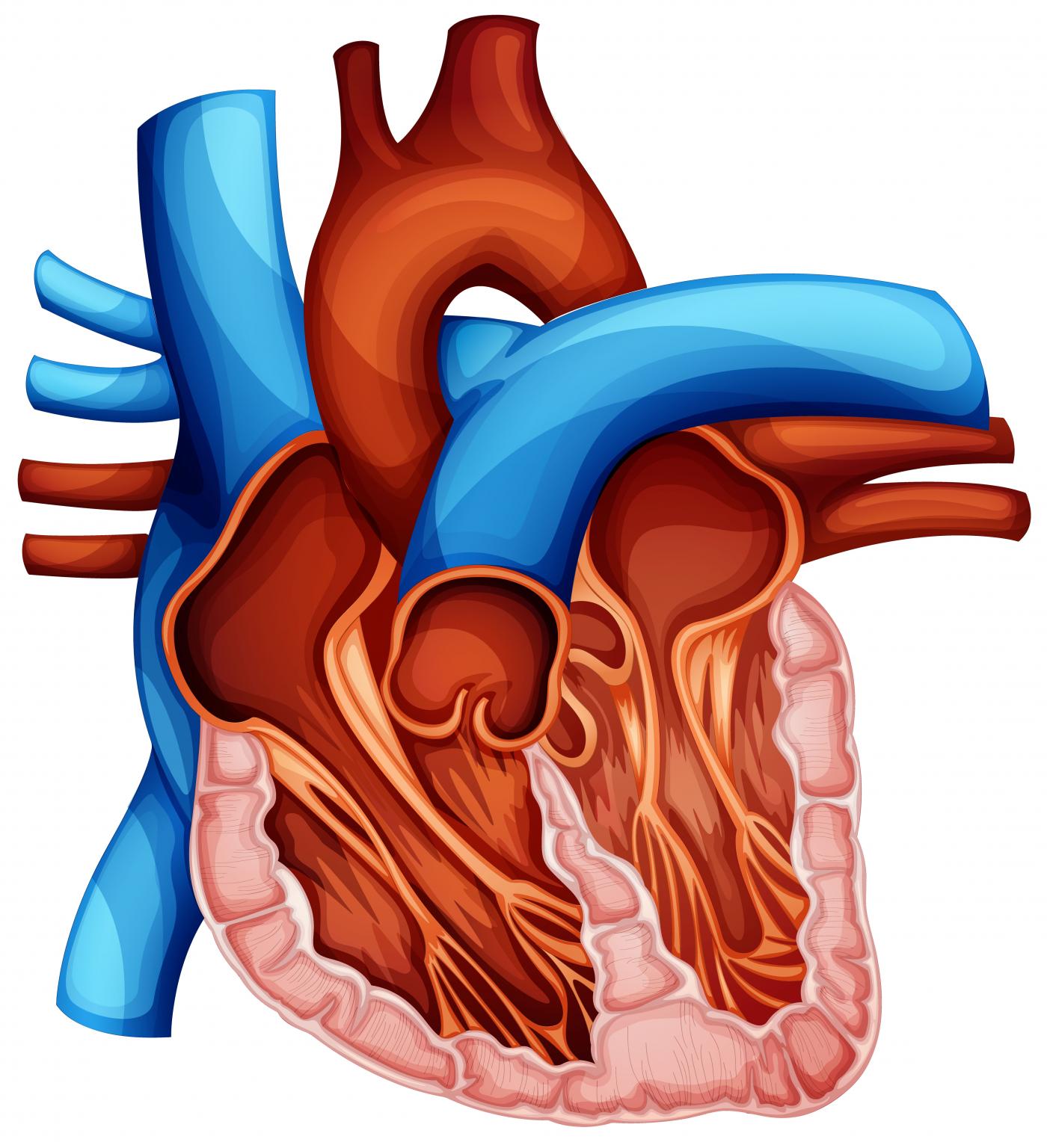 Canal auriculoventricular a Vall d'Hebron