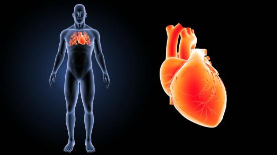 Ventricle únic a Vall d'Hebron